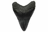 Serrated, Juvenile Megalodon Tooth - South Carolina #340460-1